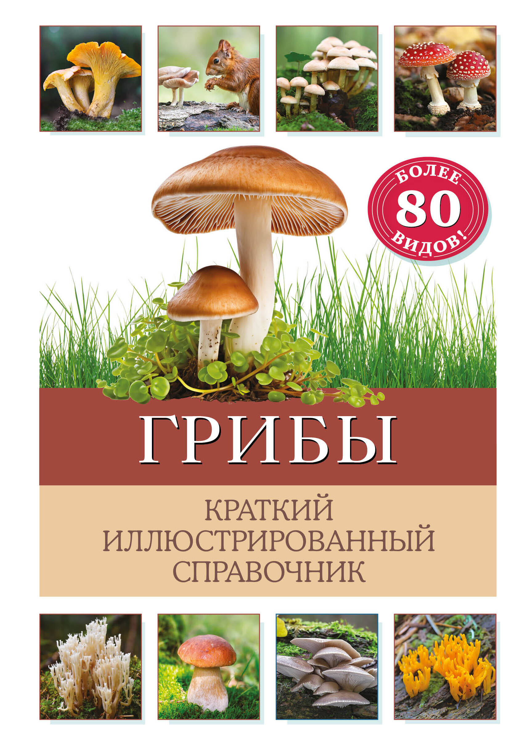 Грибы Краткий иллюстрированный справочник